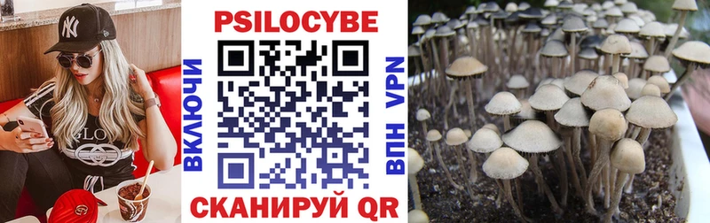 OMG сайт  Весьегонск  Псилоцибиновые грибы Cubensis  даркнет сайт 